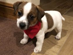 Beautiful Reddish Brown Jack Russell Terrier Puppies
