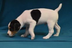 Jack Russell Terriers Puppies Puppy Male