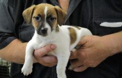 Awesome Personality Jack Russell Terrier Puppies
