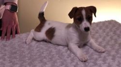 Handsome Male and Female Jack Russell Terrier Puppies