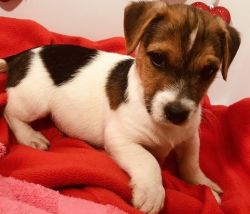 Tri Color Male and Female Jack Russell Terrier Puppies