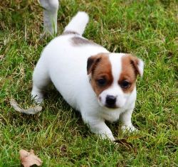 Parson Jack Russell Terrier Puppies