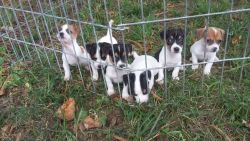 jack Russell puppies