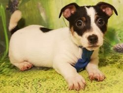 Sweet and Playful Jack Russell Terrier Puppies