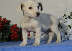 Absolutely Adorable Jack Russell Terrier Puppies