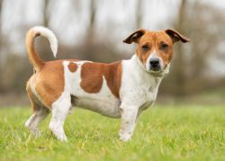lovely Jack russell Terrier puppies