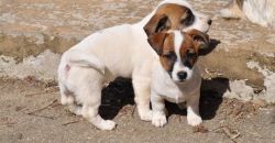 4 Healthy Jack Russell Terrier Puppies