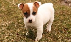 Good-Lovely Jack Russell Terrier Puppies