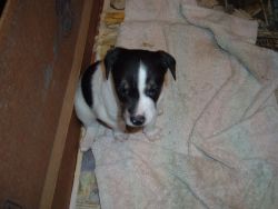 Jack Russell Fox Terriers For Sale