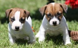 Tan/White Smooth Coat Jack Russell Terrier Puppies