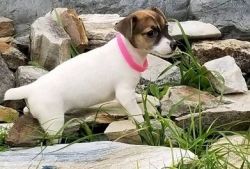 Super sweet Jack Russell Terrier puppies for sale.