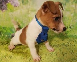 Spunky and Playful Jack Russell Terrier Puppies