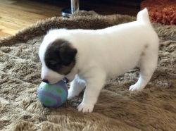 Adorable little Jack Russell Terrie puppies