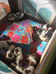 Jack Russell puppies for sale