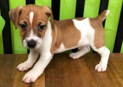 smooth coat Jack Russell Terrier puppies
