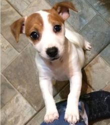 Beautiful shorty Smooth coat Jack Russell Puppies