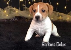 smooth coated, long legged Jack Russell puppies