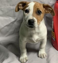 smart and loving Jack Russell Terrier puppies