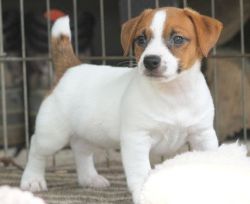 beautiful red and white broken coated Jack Russell Terrier puppies