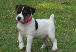 Super Cute Jack Russel Terrier Puppies