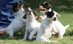 Healthy Jack Russel Terrier Puppies