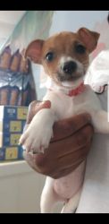 Jack russel puppy for sale