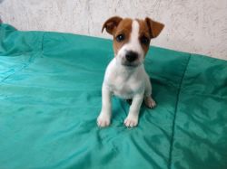 JACK RUSSELL MALE TERRIER PUPPY