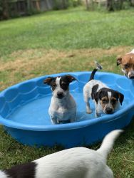 2 jack russel mix pups for sale