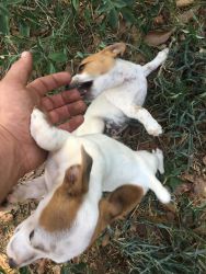 English Jack Russell Terriers