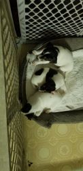 CKC Jack Russell Puppies
