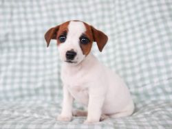 Irresistibly Lovely Jack Russell Terrier Puppy