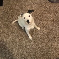 Jack russell terrier mix