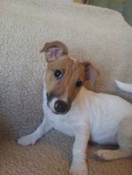 Male Jack Russell Puppy