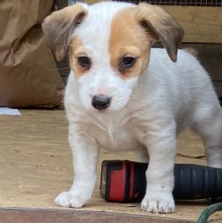 Jack Russell shorties for sale