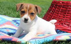 Healthy AKC Reg Jack Russel Terrier Puppies