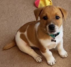 Jack Russell Terrier (11 week old puppy!)