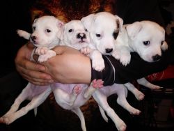 Jack Russell Puppies Rehoming