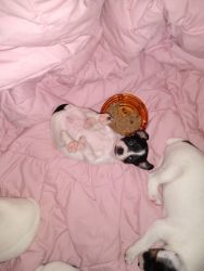 Jack Russell/ToyFox Terrier Puppies