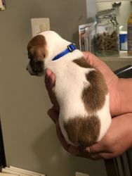 Jack Russel terrier shortie,(smooth coat)