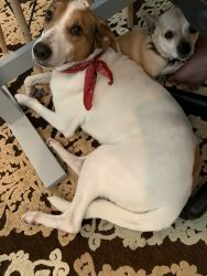 2 Dogs For Free