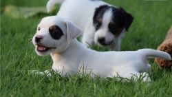 Jack Russell puppies seeking new homes