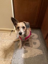 4 year Jack Russell Terrier Mix