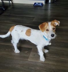 Male Jack Russell Terrier