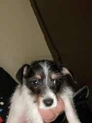 Jack Russell mixed with terrier