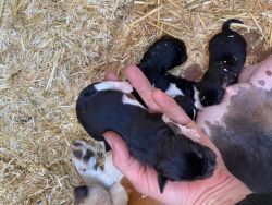 Pedigree Tri Coloured Jack Russell Puppies