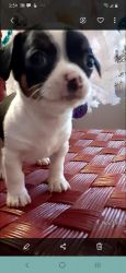 Jack chi puppies for sale