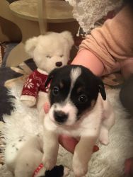 Two beautiful jack Russell boy puppies for sale