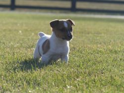 Jack Russell Puppy