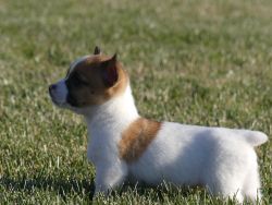 Molly Jack Russell Mix Puppy