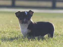 Shadow Jack Russell Mix